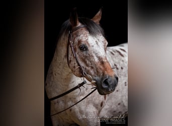 Pony of the Americas, Stallion, 26 years, 13,3 hh, Brown