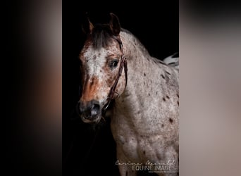 Pony of the Americas, Stallion, 26 years, 13,3 hh, Brown