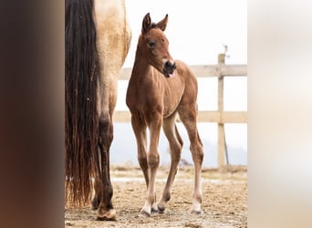 PRE, Mare, Foal (02/2026), 15,2 hh, Brown