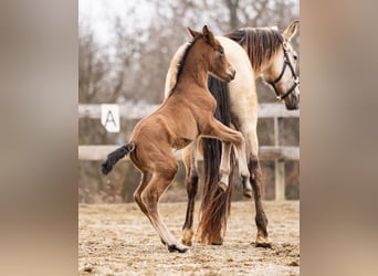 PRE, Mare, Foal (02/2026), 15,2 hh, Brown