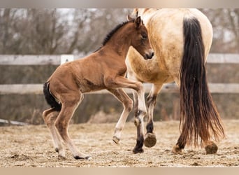 PRE, Mare, Foal (02/2026), 15,2 hh, Brown