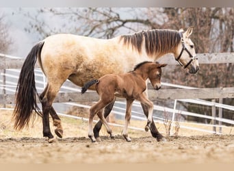 PRE, Mare, Foal (02/2026), 15,2 hh, Brown