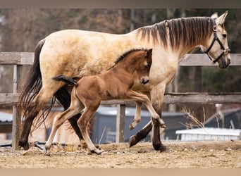 PRE, Mare, Foal (02/2026), 15,2 hh, Brown