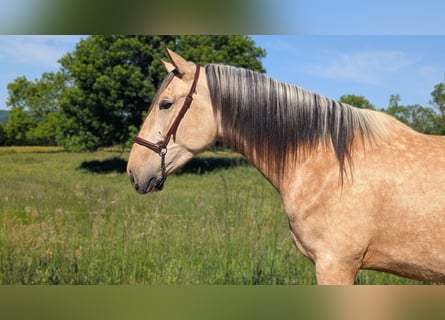 PRE, Stallion, 4 years, 15,2 hh, Dun