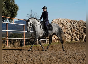 PRE, Stallion, 7 years, 17 hh, Grey-Dapple