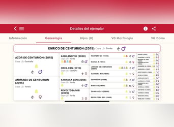 PRE, Stallion, 7 years, 17 hh, Grey-Dapple