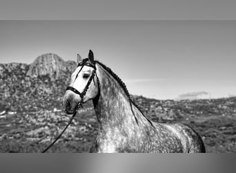 PRE, Stallion, 7 years, 17 hh, Grey-Dapple