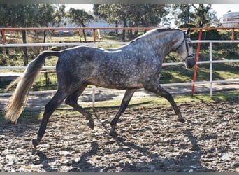 PRE, Stallion, 7 years, 17 hh, Grey-Dapple