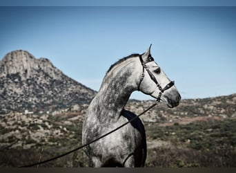 PRE, Stallion, 7 years, 17 hh, Grey-Dapple