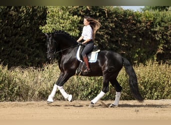PRE, Stallion, 10 years, 17 hh, Black