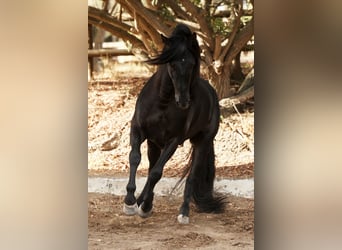 PRE, Stallion, 10 years, 17 hh, Black