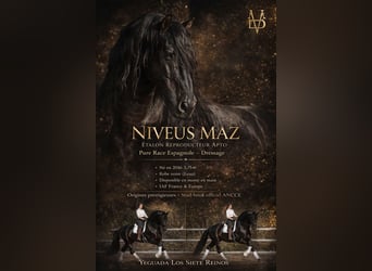 PRE, Stallion, 10 years, 17 hh, Black