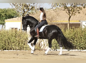 PRE, Stallion, 10 years, 17 hh, Black