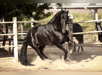 PRE, Stallion, 10 years, 17 hh, Black