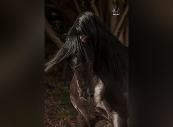 PRE, Stallion, 10 years, 17 hh, Black