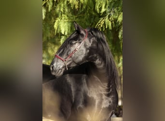PRE, Stallion, 10 years, 17 hh, Black