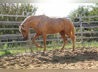 PRE, Stallion, 4 years, 16 hh, Palomino