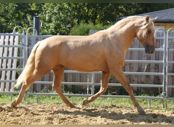 PRE, Stallion, 4 years, 16 hh, Palomino