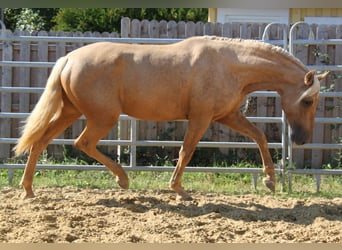 PRE, Stallion, 4 years, 16 hh, Palomino