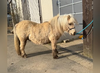 Shetland Ponies, Gelding, 5 years, 8,1 hh, Palomino