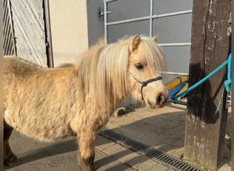Shetland Ponies, Gelding, 5 years, 8,1 hh, Palomino