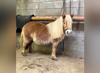 Shetland Ponies, Mare, 5 years, 9,2 hh, Chestnut-Red