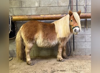 Shetland Ponies, Mare, 5 years, 9,2 hh, Chestnut-Red