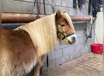 Shetland Ponies, Mare, 5 years, 9,2 hh, Chestnut-Red