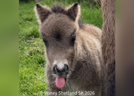 Shetland Ponies, Stallion, Foal (02/2026), 9,2 hh, Buckskin