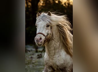 Shetland Ponies, Stallion, 8 years, 11 hh, Leopard-Piebald