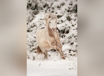 Shetland Ponies, Stallion, 8 years, 11 hh, Leopard-Piebald