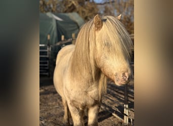 Shetland Ponies, Stallion, 8 years, 11 hh, Leopard-Piebald