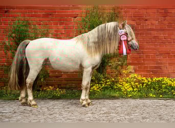 Shetland Ponies, Stallion, 8 years, 11 hh, Leopard-Piebald