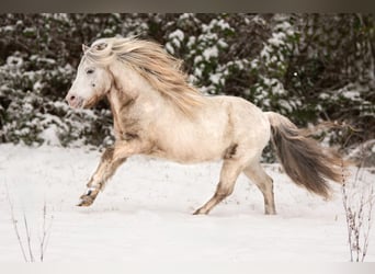 Shetland Ponies, Stallion, 8 years, 11 hh, Leopard-Piebald
