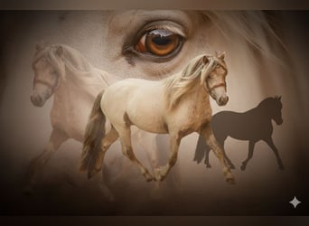 Shetland Ponies, Stallion, 8 years, 11 hh, Leopard-Piebald