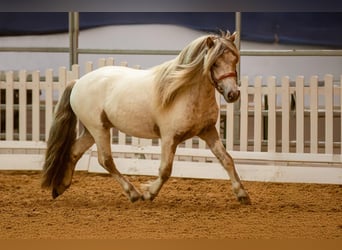 Shetland Ponies, Stallion, 8 years, 11 hh, Leopard-Piebald