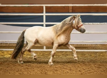 Shetland Ponies, Stallion, 8 years, 11 hh, Leopard-Piebald