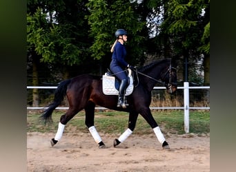 Silesian, Mare, 4 years, 16,1 hh, Bay-Dark