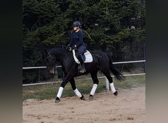 Silesian, Mare, 4 years, 16,1 hh, Bay-Dark