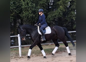 Silesian, Mare, 4 years, 16,1 hh, Bay-Dark