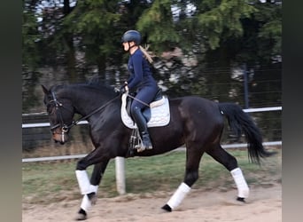 Silesian, Mare, 4 years, 16,1 hh, Bay-Dark