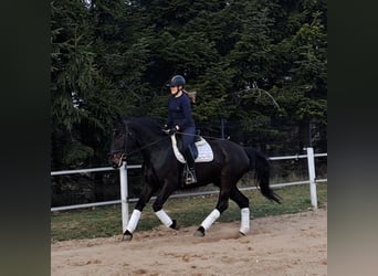Silesian, Mare, 4 years, 16,1 hh, Bay-Dark