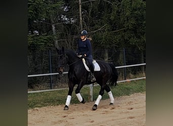 Silesian, Mare, 4 years, 16,1 hh, Bay-Dark