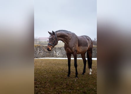 Small German riding horse, Gelding, 4 years, 16,1 hh, Brown