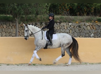 Spanish Sporthorse, Mare, 7 years, 16,2 hh, Grey