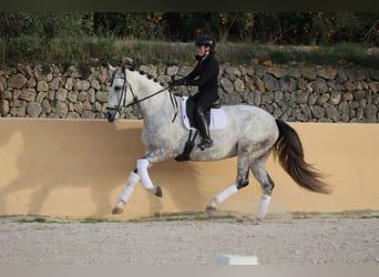 Spanish Sporthorse, Mare, 7 years, 16,2 hh, Grey