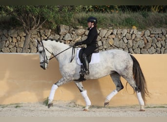 Spanish Sporthorse, Mare, 7 years, 16,2 hh, Grey