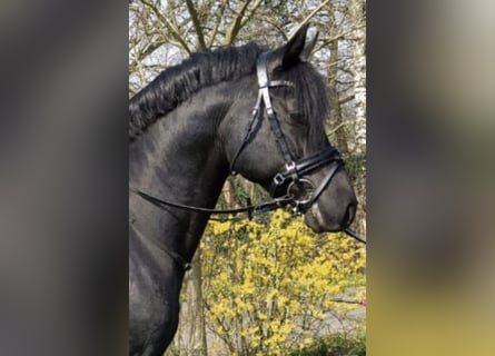 German Riding Pony, Stallion, 23 years, 14,1 hh, Black