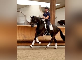 Trakehner, Gelding, 6 years, 17 hh, Black