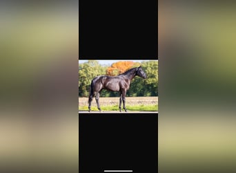 Trakehner, Gelding, 6 years, 17 hh, Black